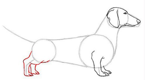 kurşunkalemde bir dachshund çizmek nasıl