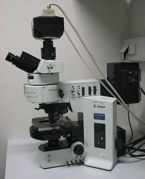 flüoresan mikroskopisi 